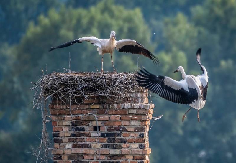 Expert Chimney Animal Removal in Madison Heights, MI Professional Chimney Animal Removal Services in Madison Heights, Michigan