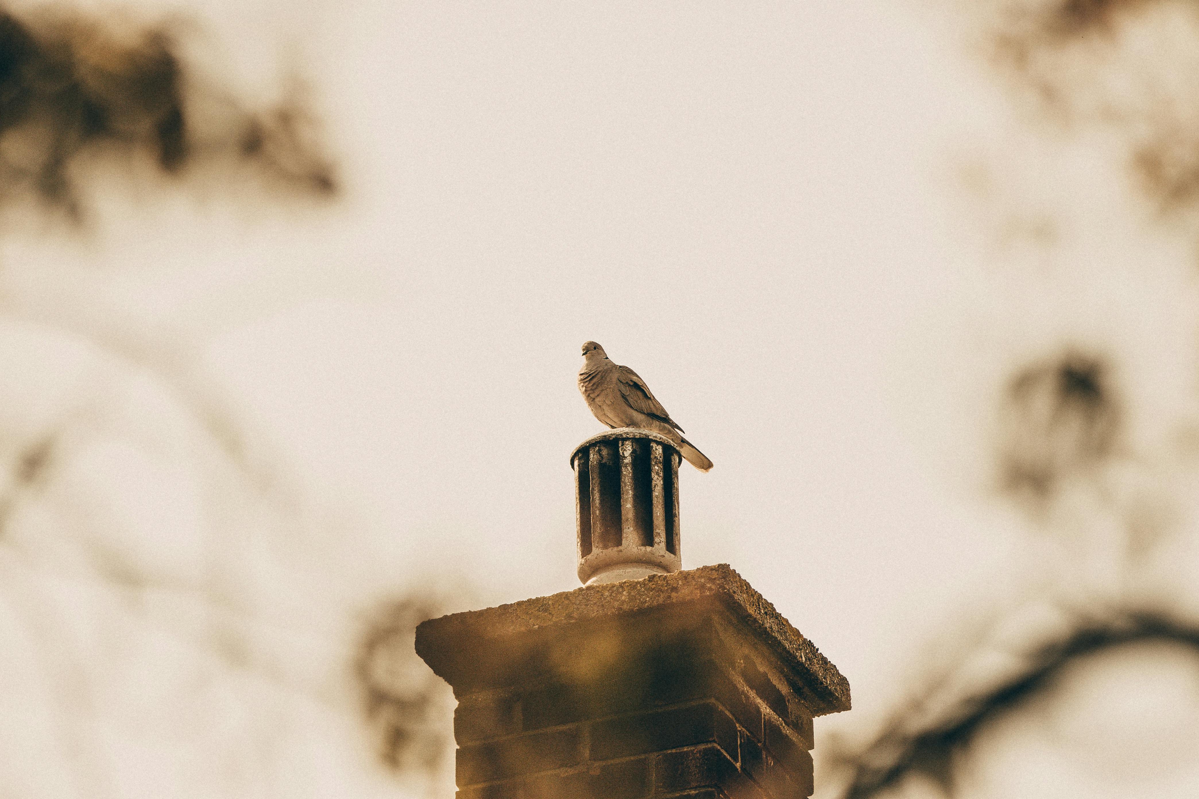 Professional Chimney Cap Installation Services in Madison Heights, MI Expert Chimney Cap Installation in Madison Heights, Michigan
